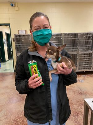 Chief Veterinarian Dr Sara Strongin poses with Chihuahua with one of the burritos that kept him cool