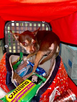 Chihuahua and burritos and ice cream cones