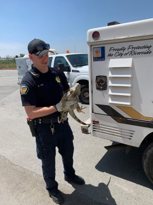 green iguana-held by Officer Mike Cox-5-30-2019