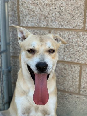 A-1635919-4 yr old male shepherd mix
