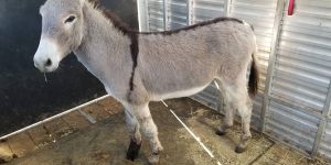 Burro-with-Pipe11