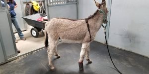 Burro-with-Pipe14