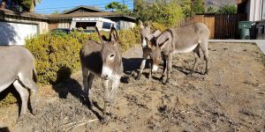 Burro-with-Pipe4