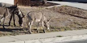Burro-with-Pipe7