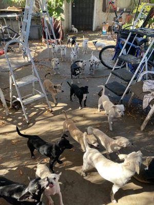 Cathedral City Property with 37 dogs-jan 26-2022