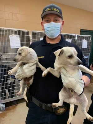 SGT Miguel Hernandez holds two of the Cathedral City 37 impounds-jan-26-2022