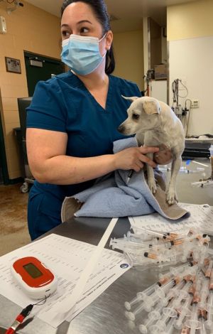 Veterinary Technician Emily Ellison examines a dog from Cathedral City 37 impounds-1-26-22