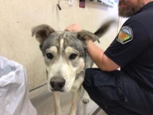 A1669200-one of the three stolen dogs from shelter on 4-24-22