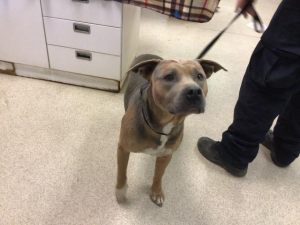A1669201-one of the three stolen dogs on 4-24-22