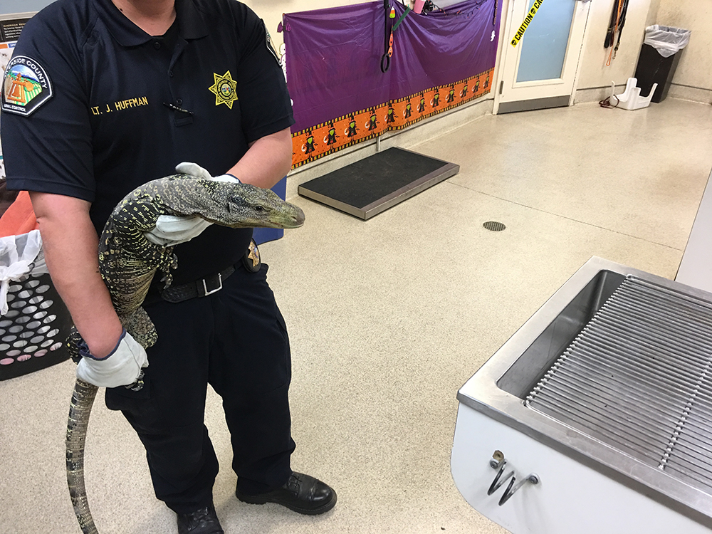Click to enlarge image Crocodile Montior Lizard-impounded 11-2-2017.jpg