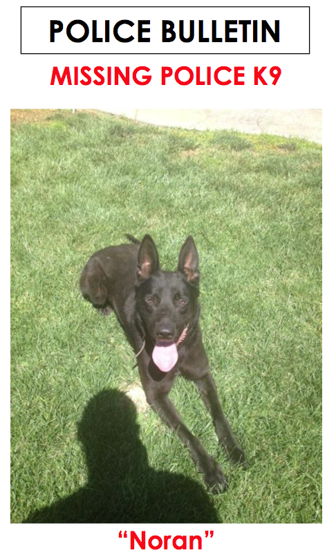 14-1007 noran missing dog