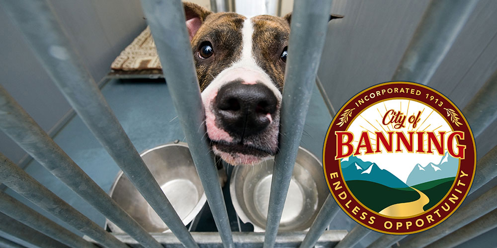 Banning Shelter Logo