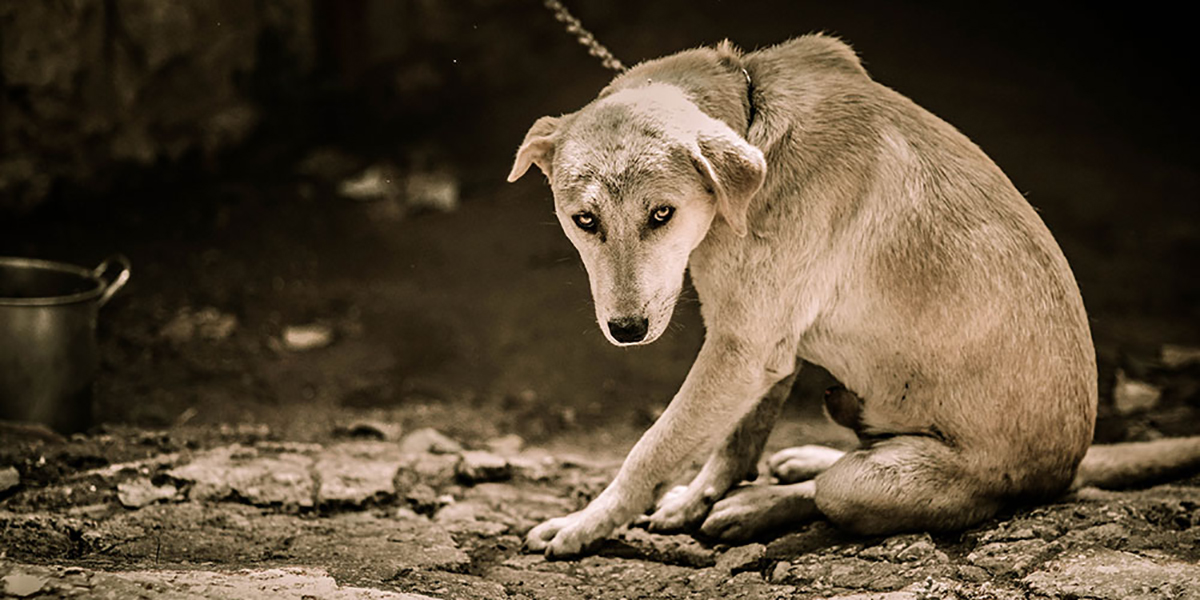 Animal Cruelty Abuse Neglect x1200