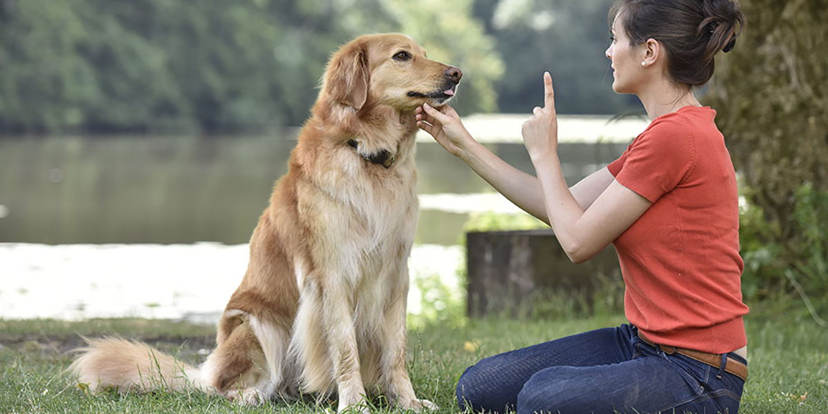 Dog Training x1200