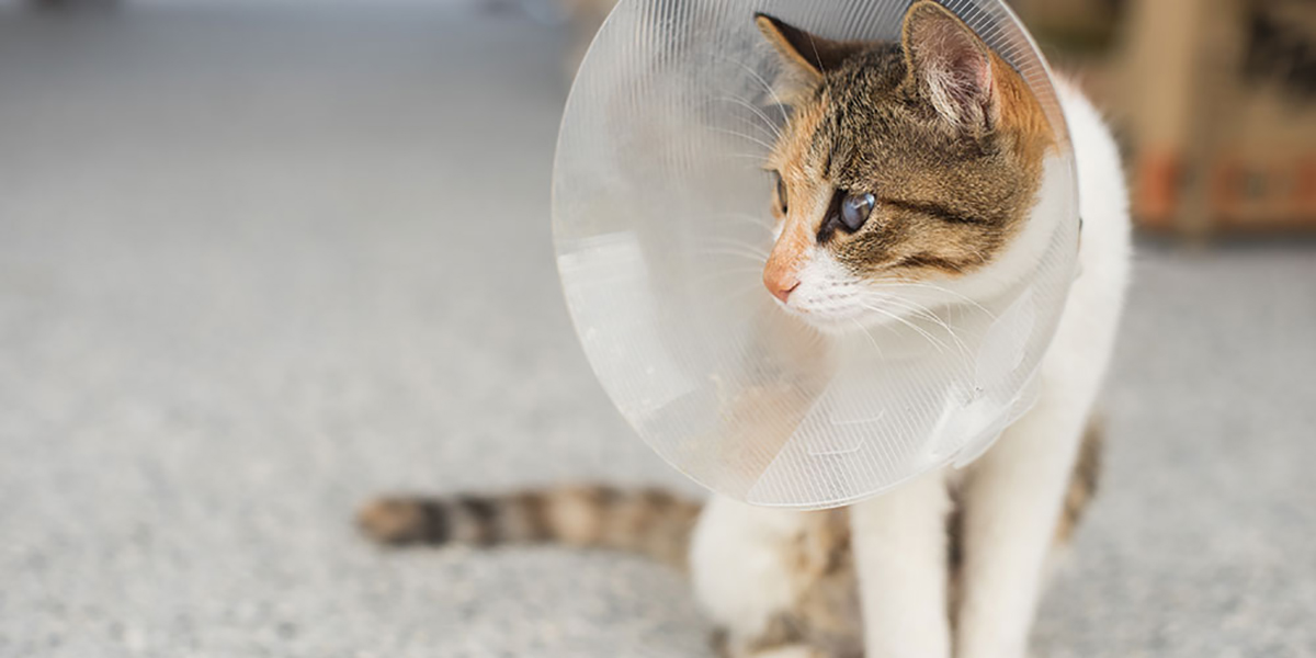 Spaying Neutering Info x1200