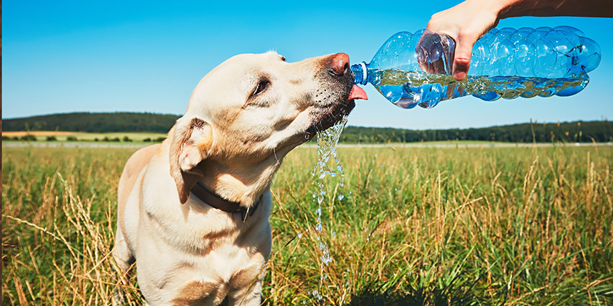 Tips for Pet Owners on Hot Days x1200