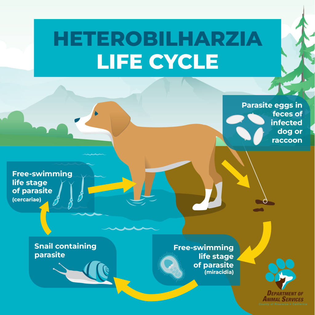 Infographic detailing the life cycle of Heterobilharzia. Graphic contains an illustration of a brown dog standing at the edge of a lake. 