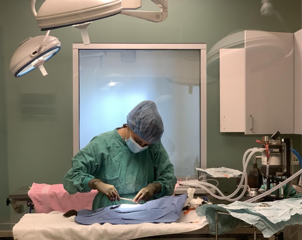 Veterinary Surgeon performs spay/neuter surgery on a cat in an operating room at the San Jacinto Valley Animal Campus