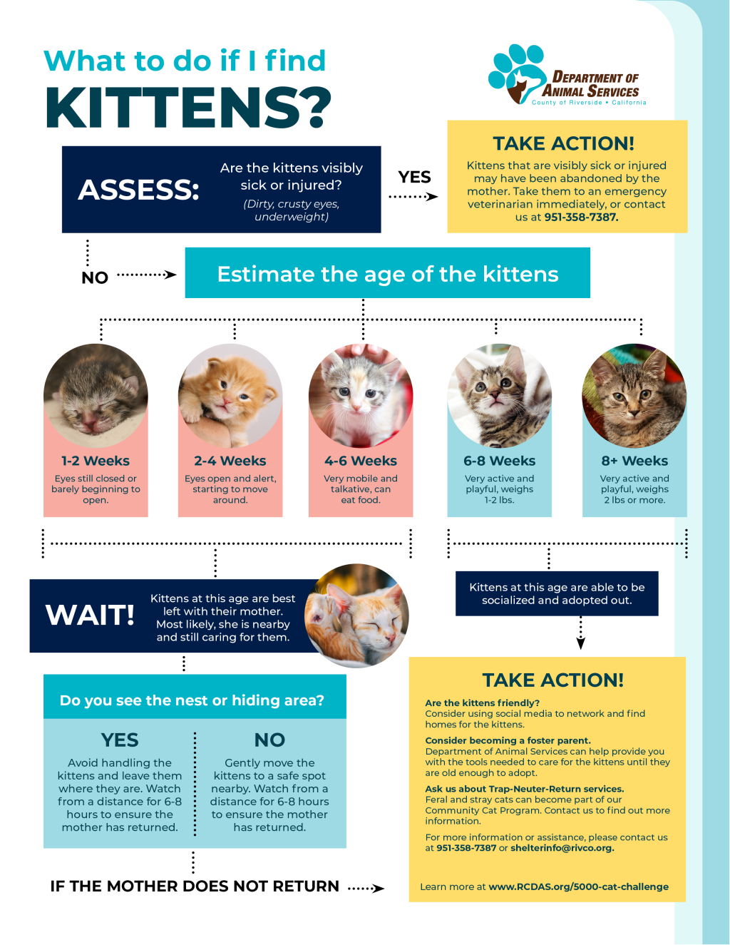 Found Kitten Flyer English