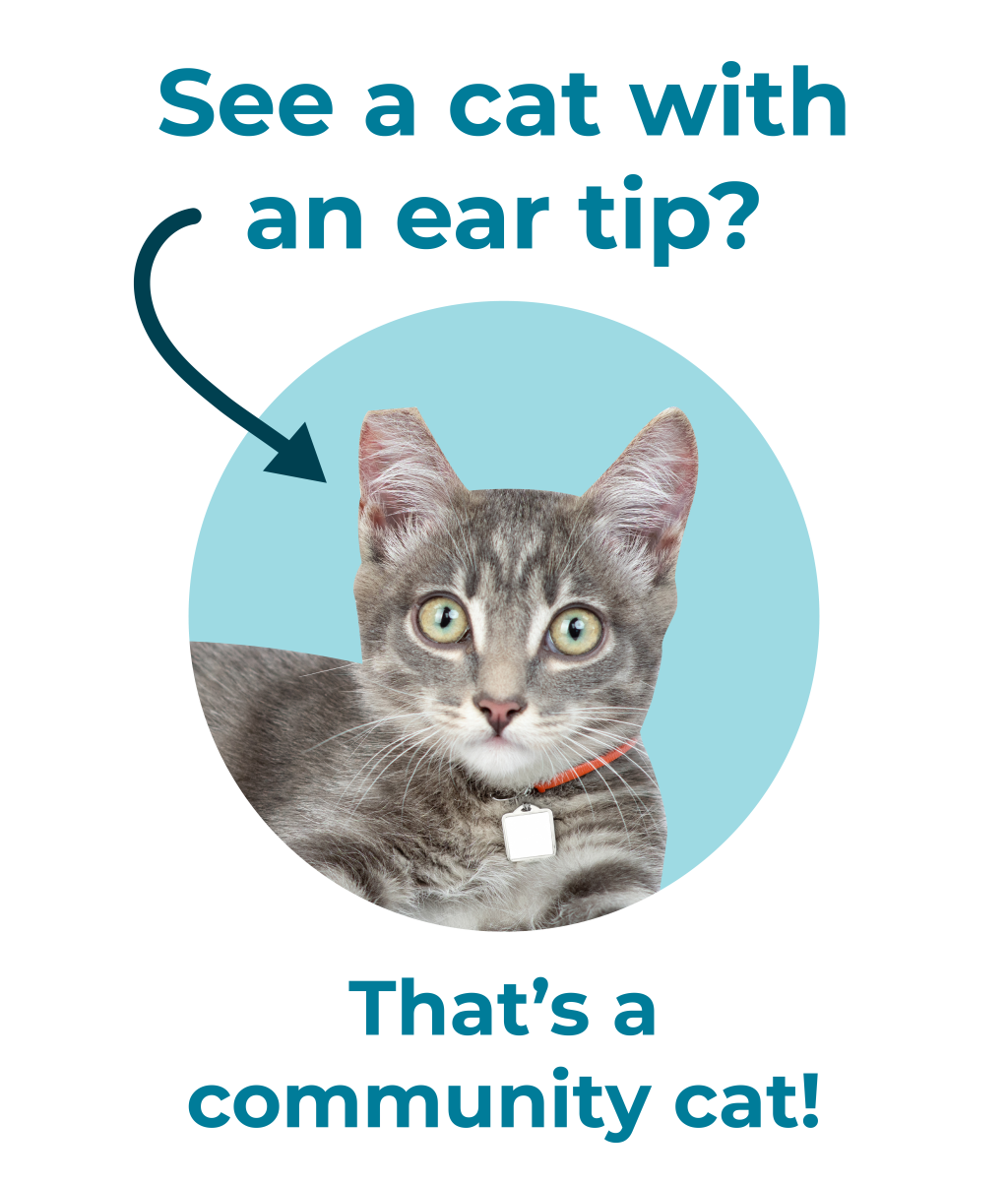 Gray Cat with an Ear Tip with a light blue background. Text reads: "See a cat with an ear tip? That's a community Cat!"