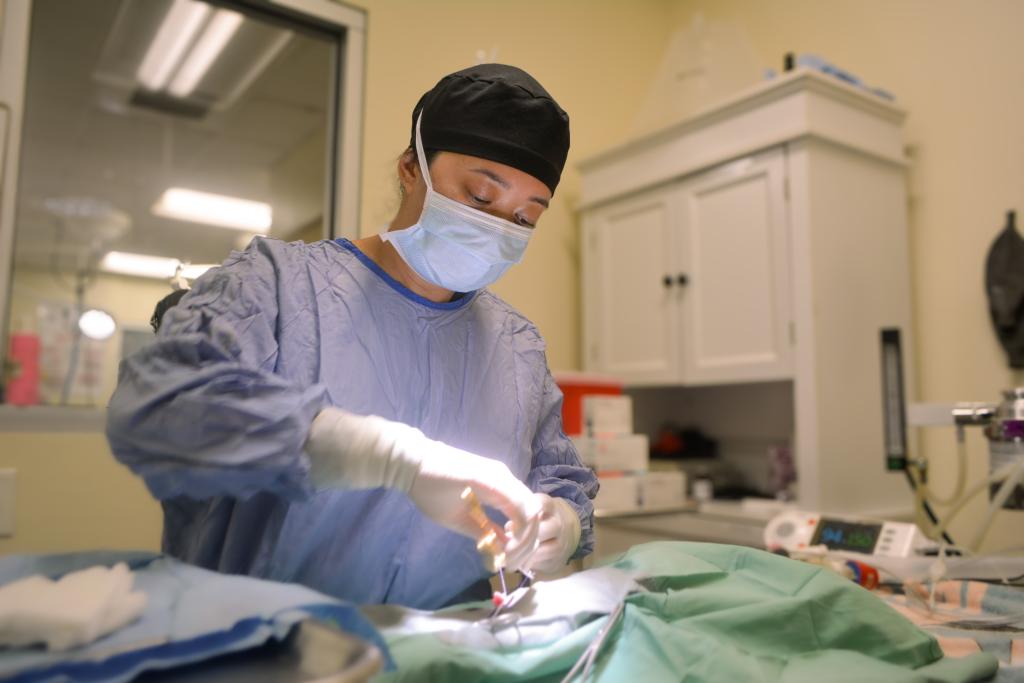 Veterinary Surgeon performing a surgery