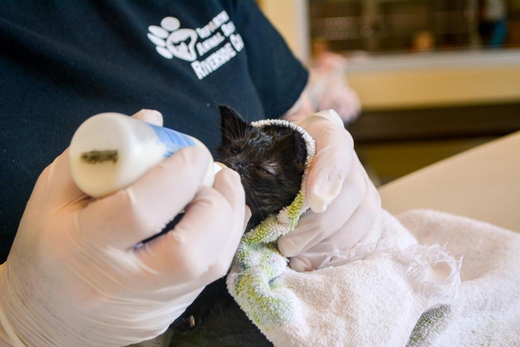 Person wearing a black t shirt and wearing gloves holding a small kitten. The kitten is being fed formula with a bottle.