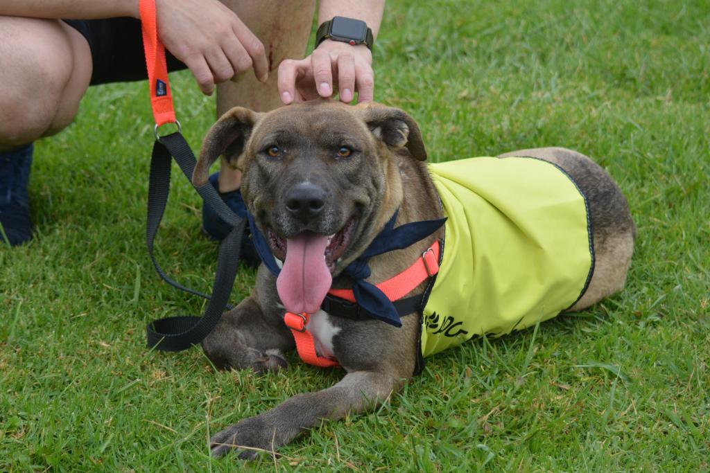 Smiling dog with tongue out. Dog is laying down in grass and wearing a neon yellow vest that says, "Adopt Me". There is a person behind the dog petting its head, but only the person's hands and legs are seen as they crouch on the floor.