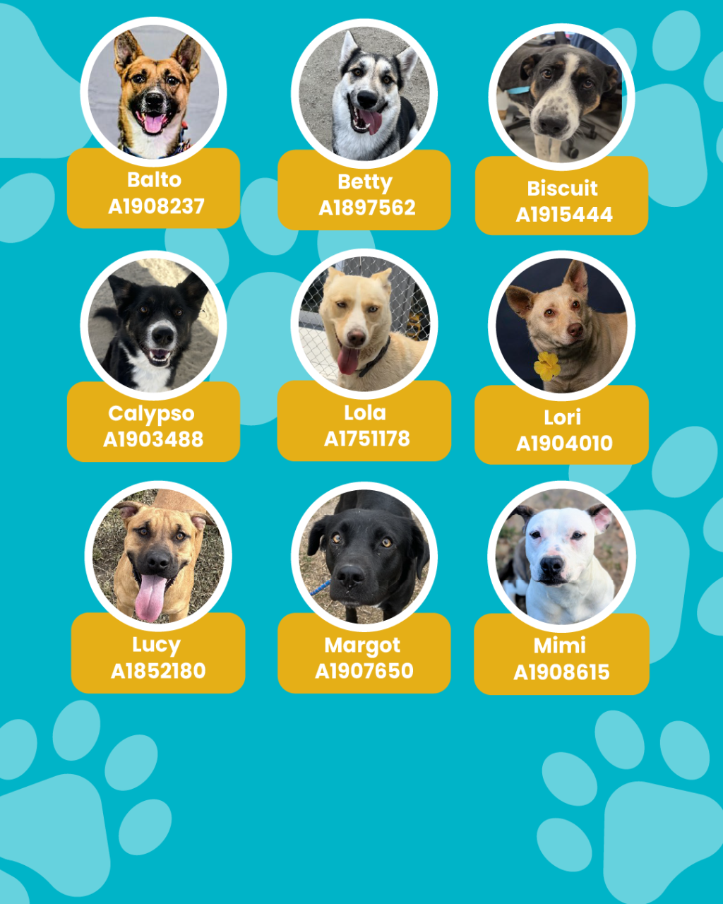 List of currently adopted dogs and available dogs for the ironwood state program