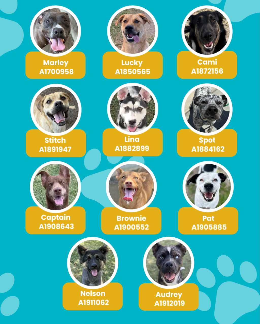 List of currently adopted dogs and available dogs for the ironwood state program