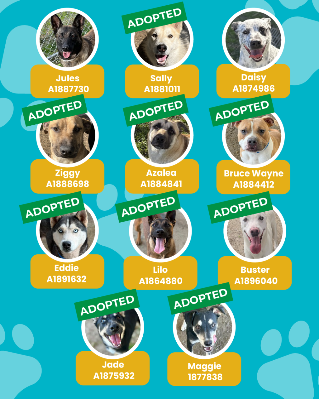 List of currently adopted dogs and available dogs for the ironwood state program