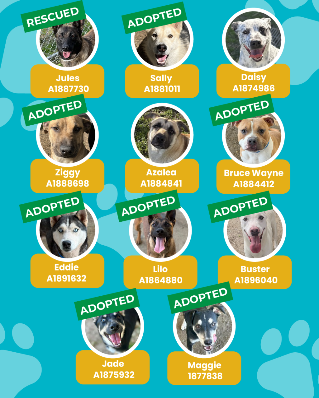 List of currently adopted dogs and available dogs for the ironwood state program