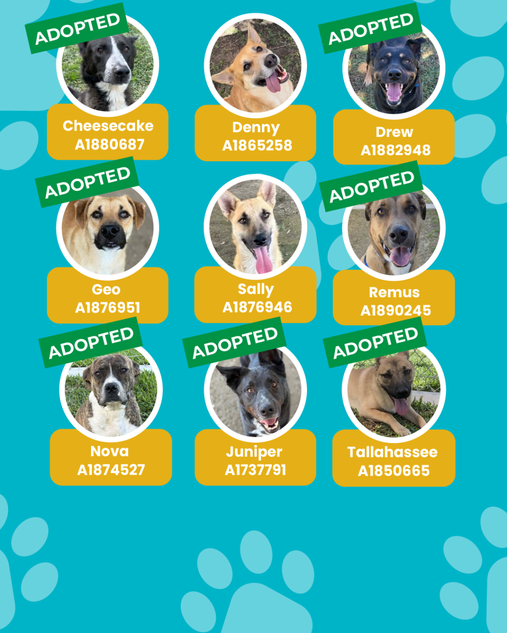 List of currently adopted dogs and available dogs for the ironwood state program