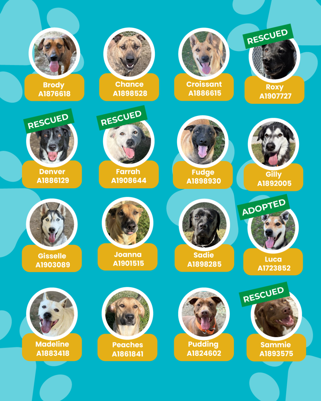 List of currently adopted dogs and available dogs for the ironwood state program