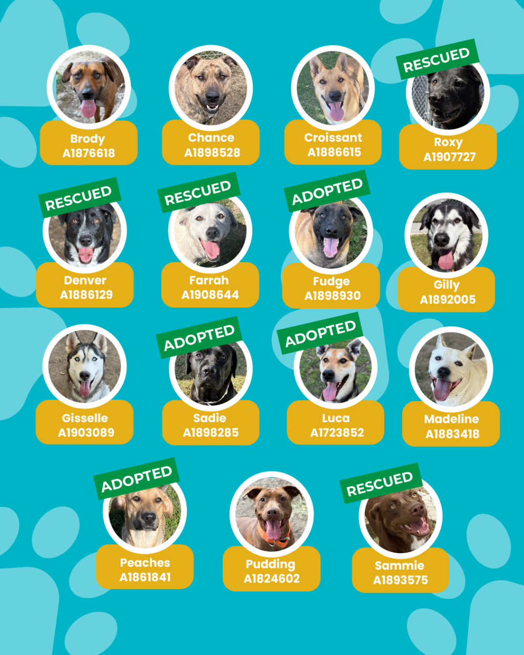 List of currently adopted dogs and available dogs for the ironwood state program