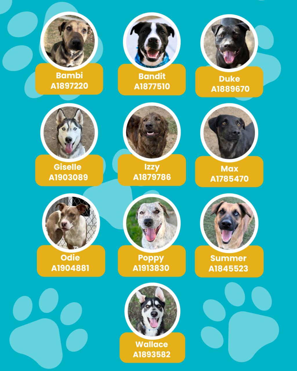 List of currently adopted dogs and available dogs for the ironwood state program