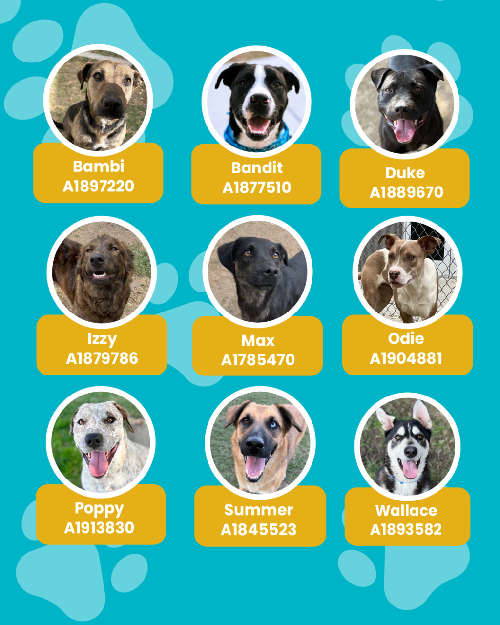 List of currently adopted dogs and available dogs for the ironwood state program