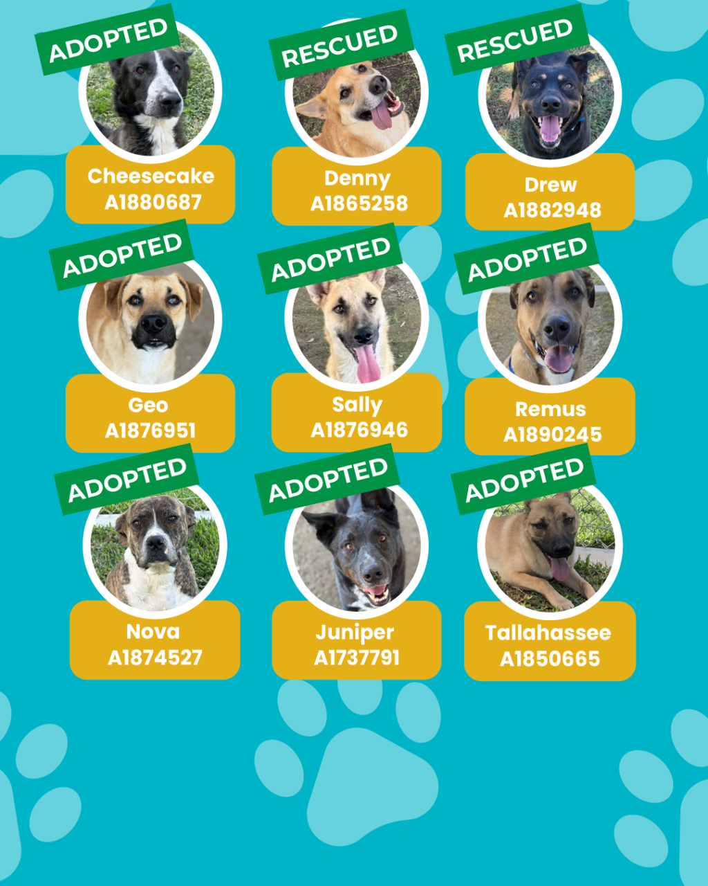 List of currently adopted dogs and available dogs for the ironwood state program
