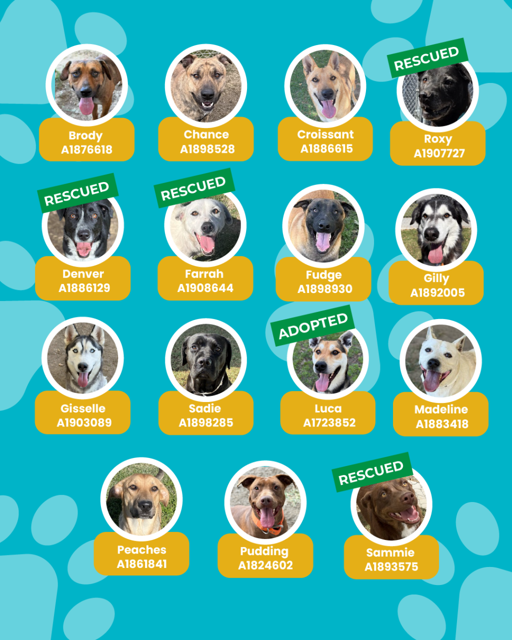 List of currently adopted dogs and available dogs for the ironwood state program