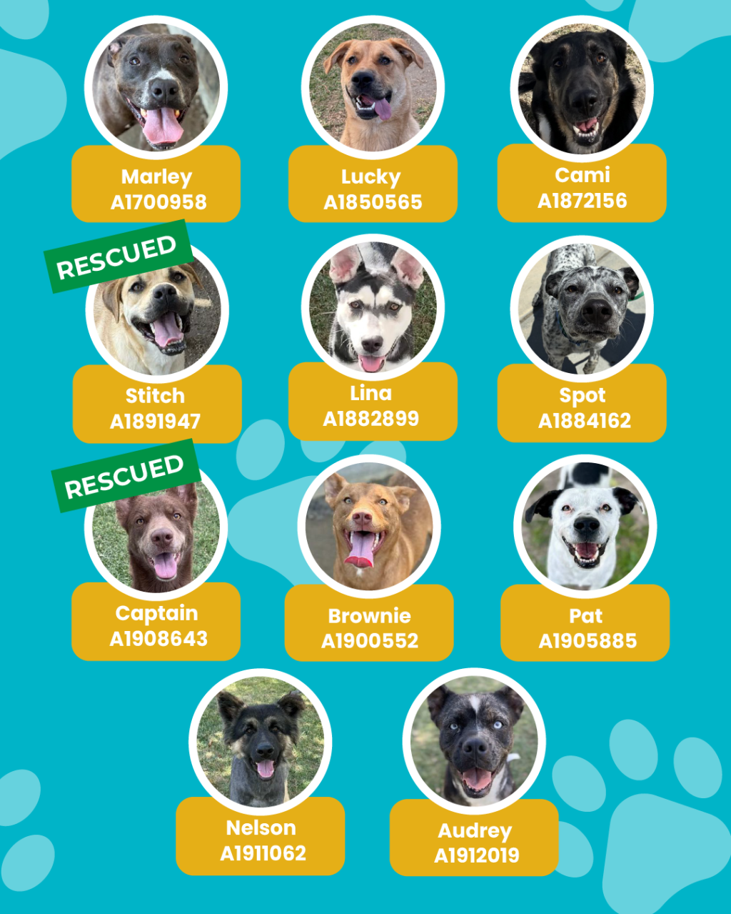 List of currently adopted dogs and available dogs for the ironwood state program