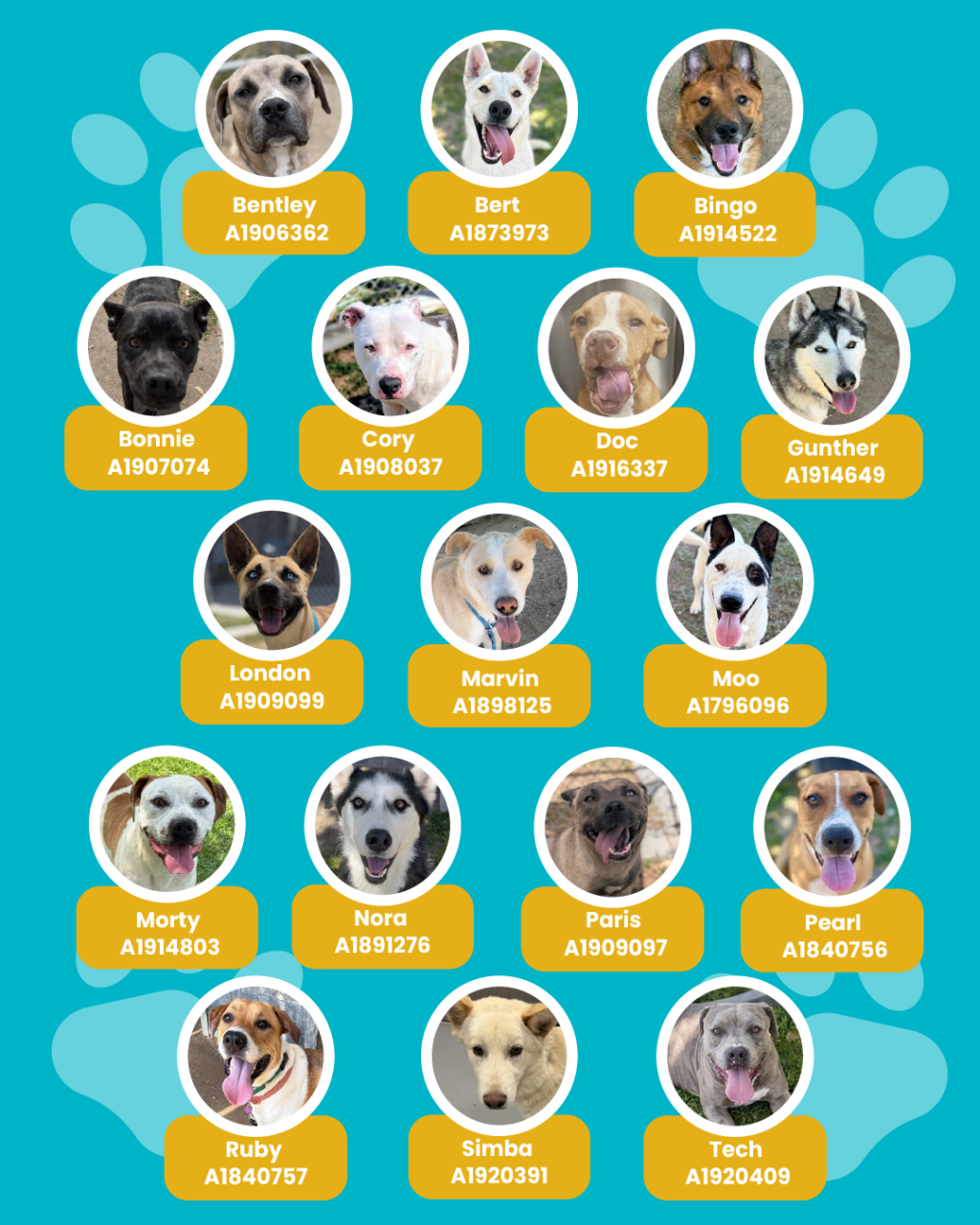 List of currently adopted dogs and available dogs for the ironwood state program