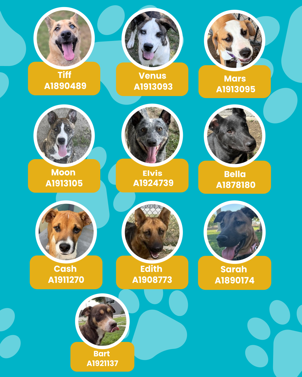 dogs