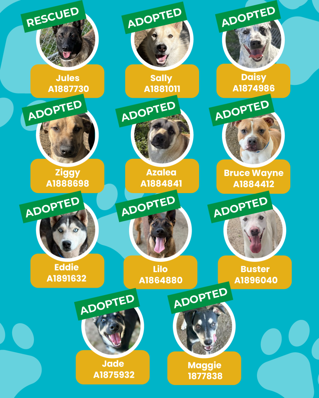 List of currently adopted dogs and available dogs for the ironwood state program