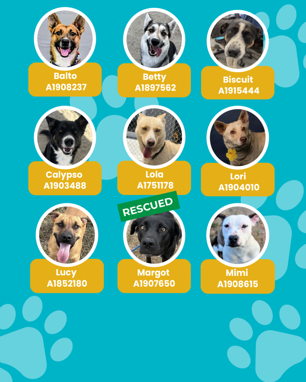 List of currently adopted dogs and available dogs for the ironwood state program