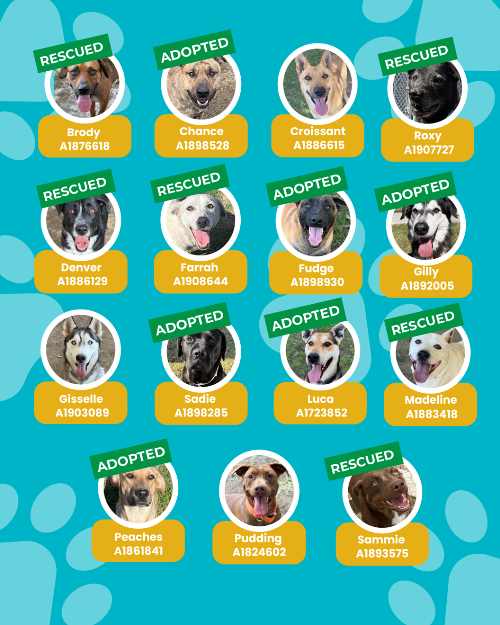 List of currently adopted dogs and available dogs for the ironwood state program
