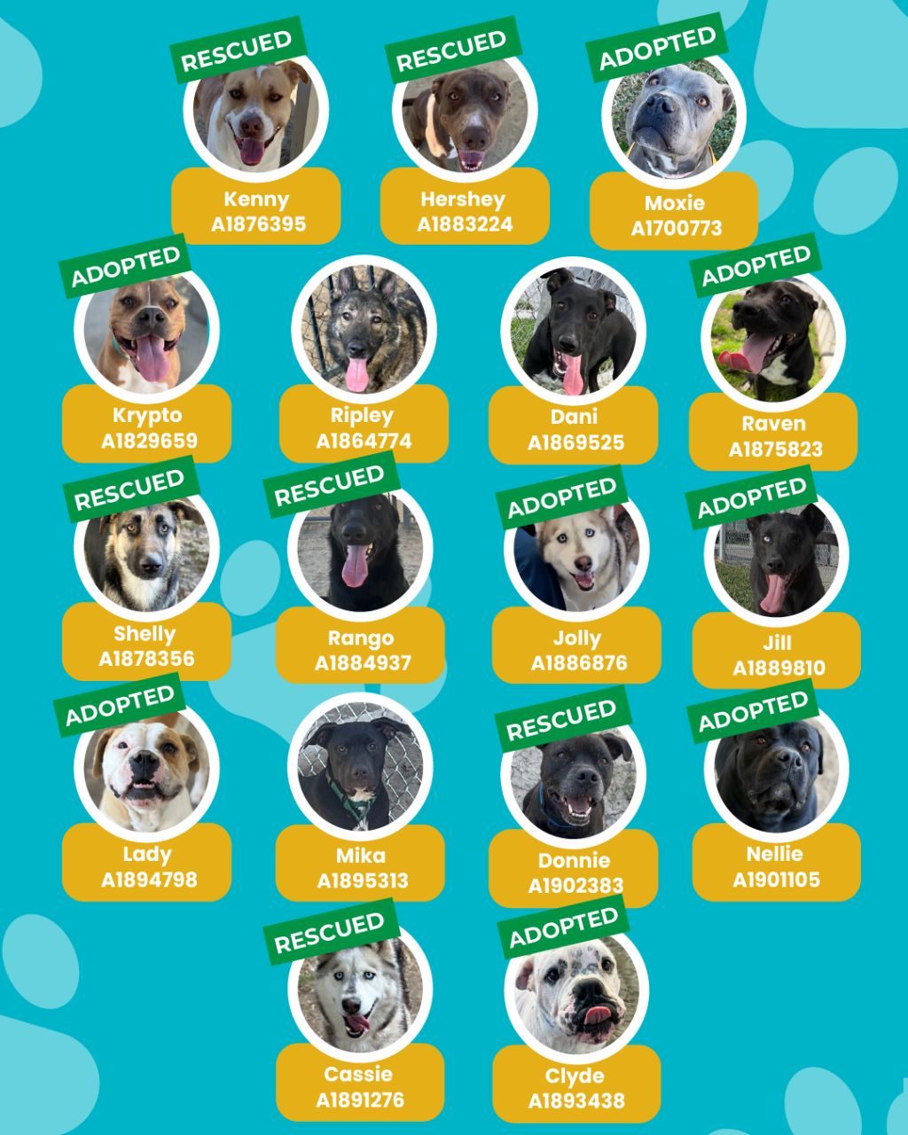 List of currently adopted dogs and available dogs for the ironwood state program