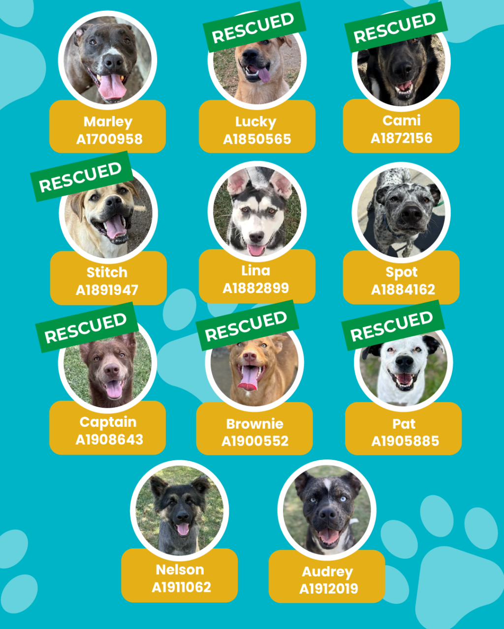 List of currently adopted dogs and available dogs for the ironwood state program