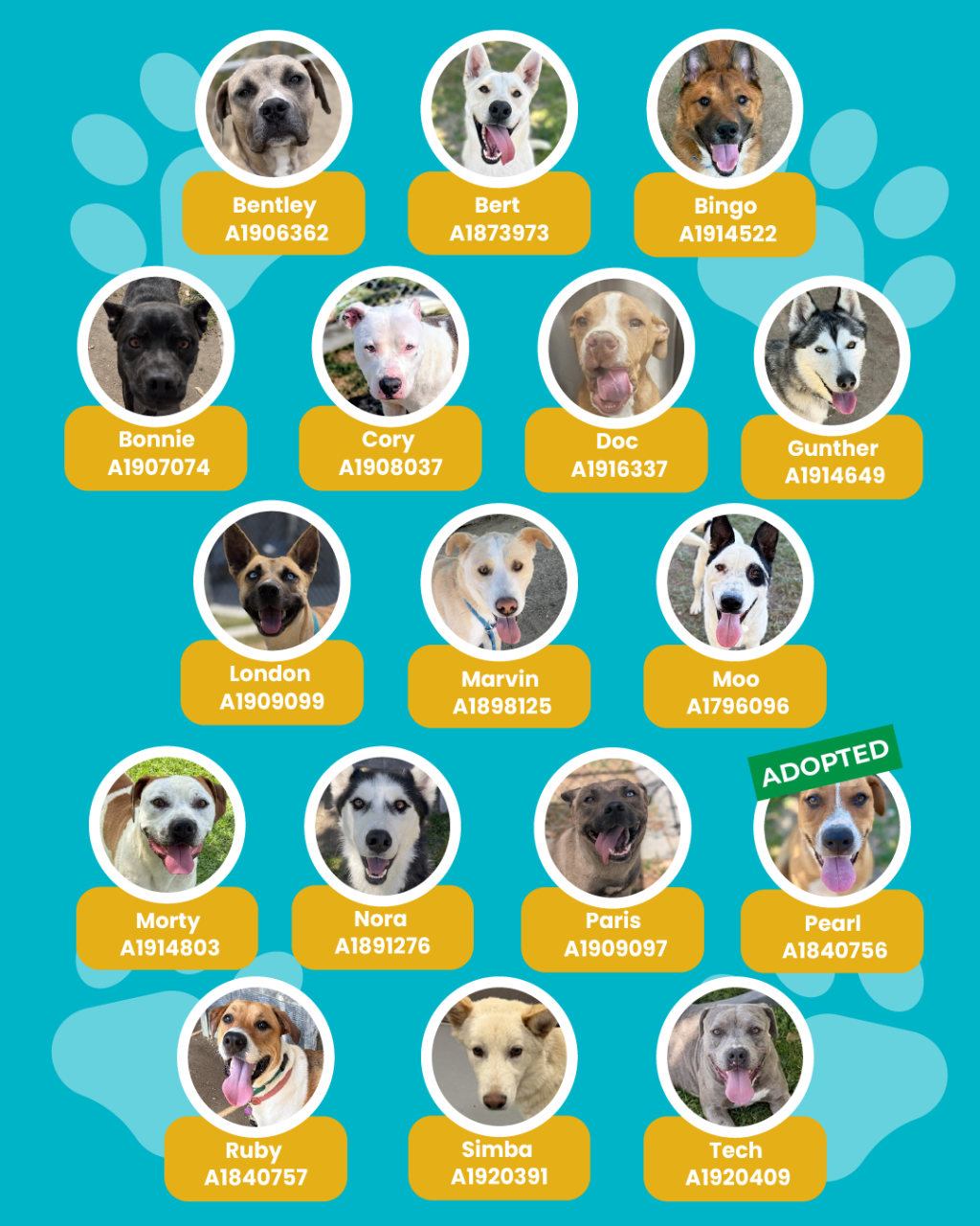 List of currently adopted dogs and available dogs for the ironwood state program