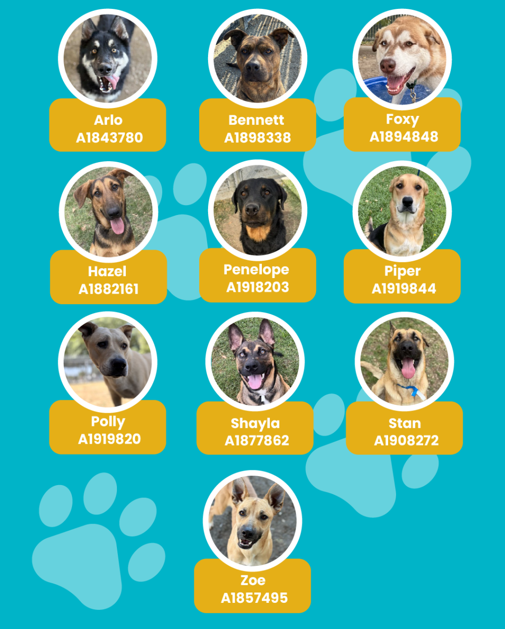 List of currently adopted dogs and available dogs for the ironwood state program