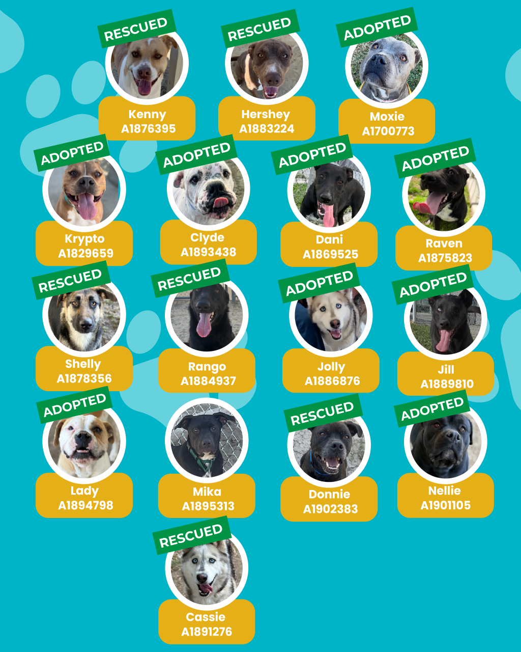 dogs