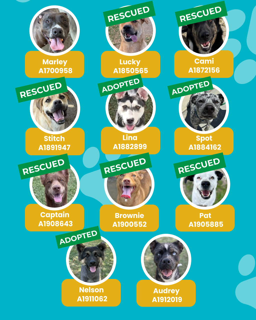 dogs